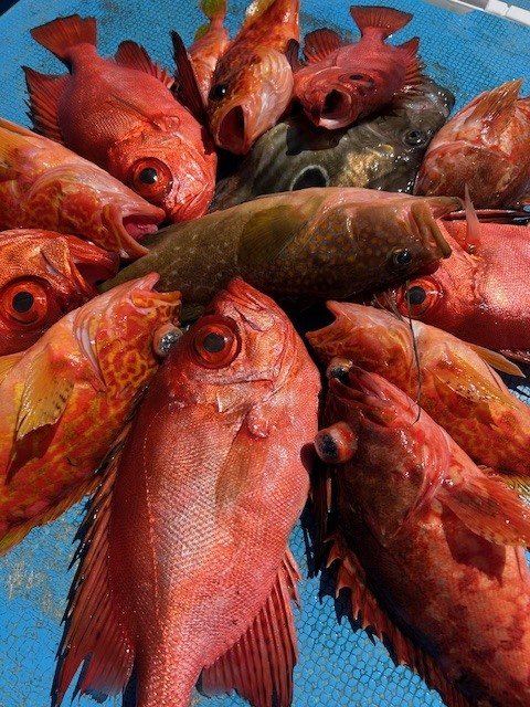 キジハタ・キントキ(チカメキントキ)・カサゴ・アヤメカサゴ・マトウダイ