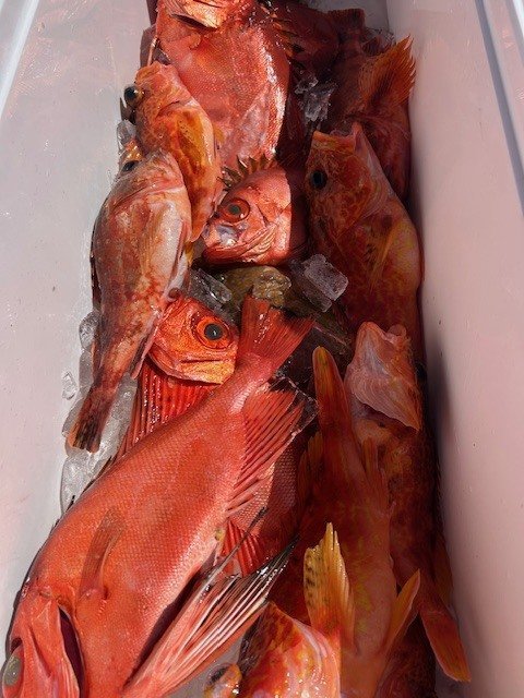 キジハタ・キントキ(チカメキントキ)