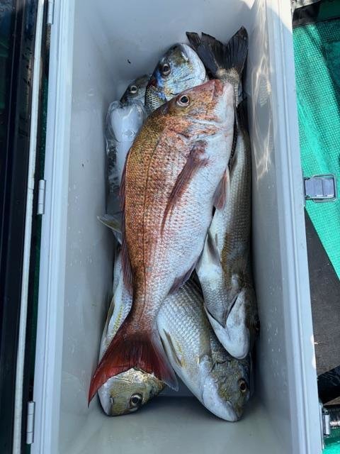 マダイ・シラタイ(ヘダイ)