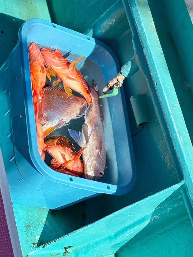 カサゴ・ホウボウ