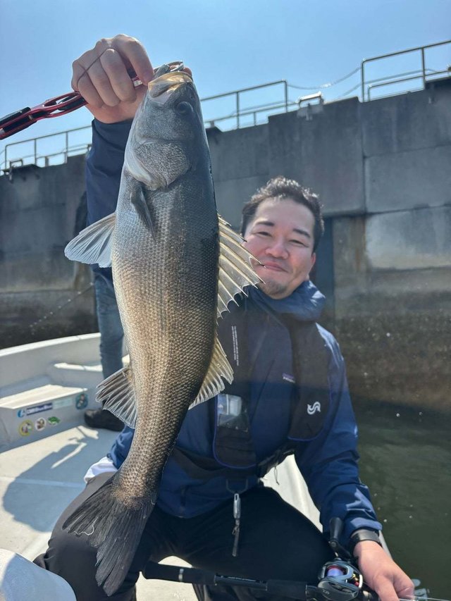 シーバス(スズキ)