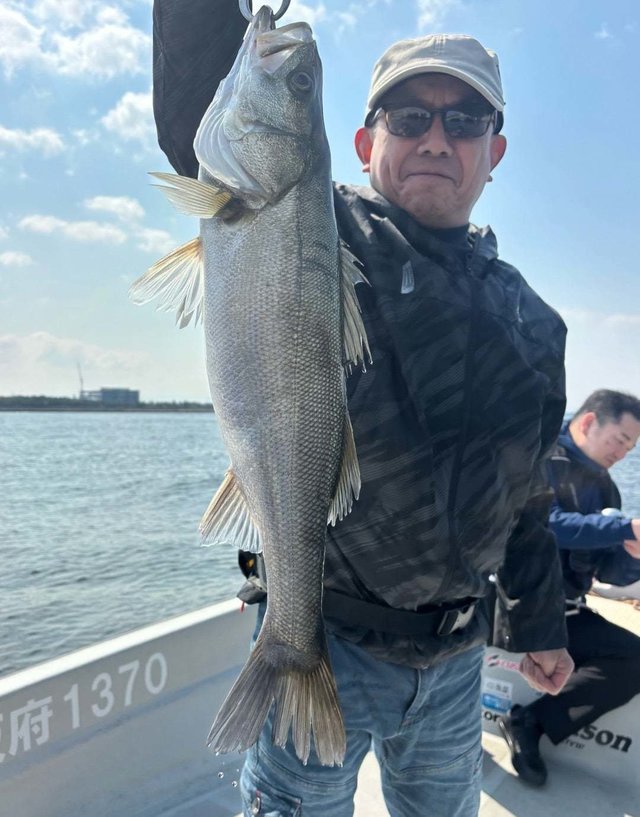 シーバス(スズキ)