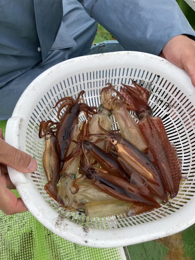 マルイカ(ケンサキイカ)