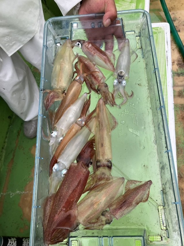 マルイカ(ケンサキイカ)