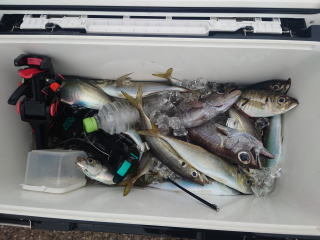 アジ(マアジ)・クロムツ