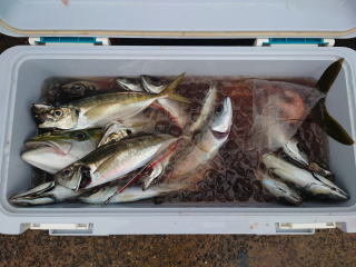 アジ(マアジ)・サバ(ゴマサバ)