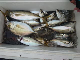 アジ(マアジ)・カイワリ