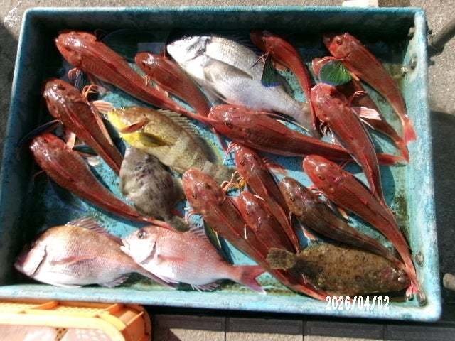 タイ(マダイ)・クロダイ・アオハタ・ホウボウ・カワハギ