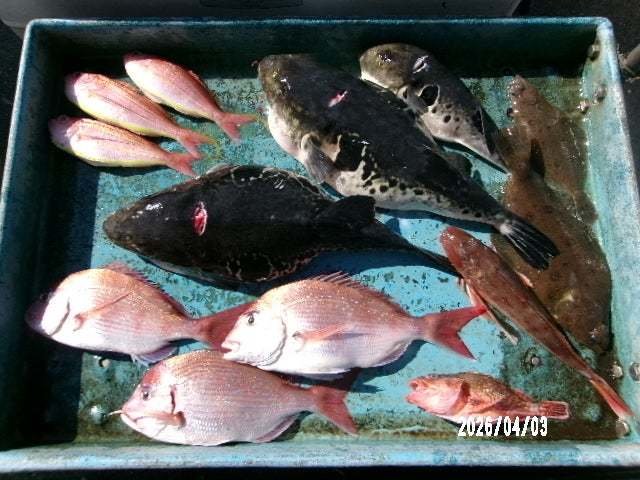 タイ(マダイ)・イトヨリ(イトヨリダイ)・ホウボウ・トラフグ