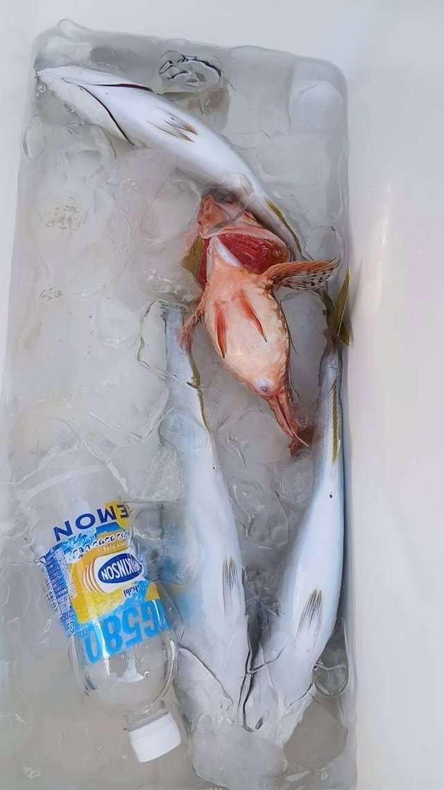 フクラギ(ブリ)・カサゴ