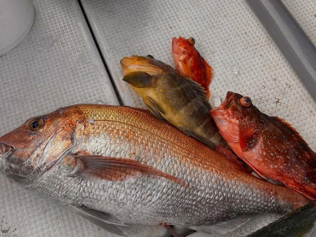 マダイ・アオハタ・カサゴ・ウッカリカサゴ