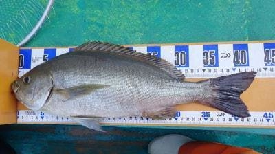 イサギ(イサキ)