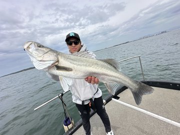 シーバス(スズキ)