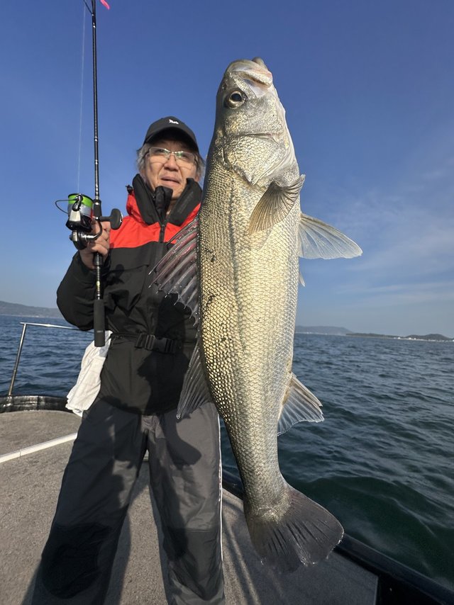 シーバス(スズキ)