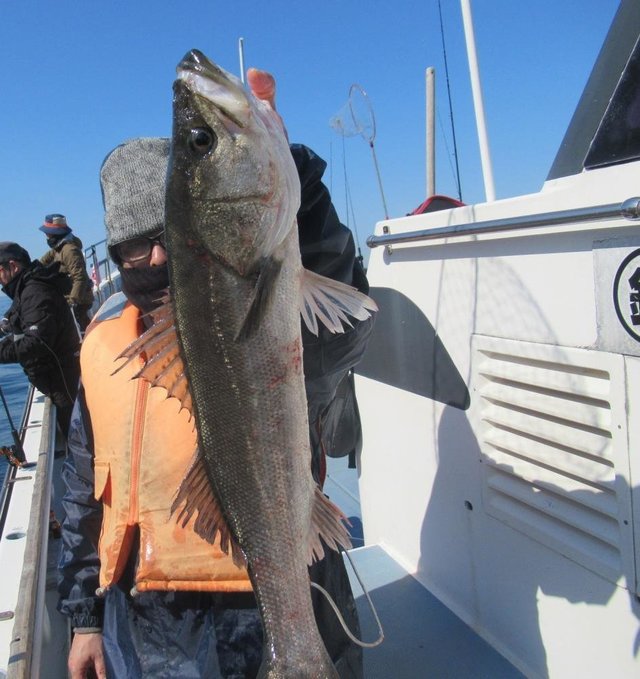 シーバス(スズキ)