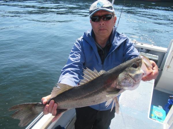 シーバス(スズキ)