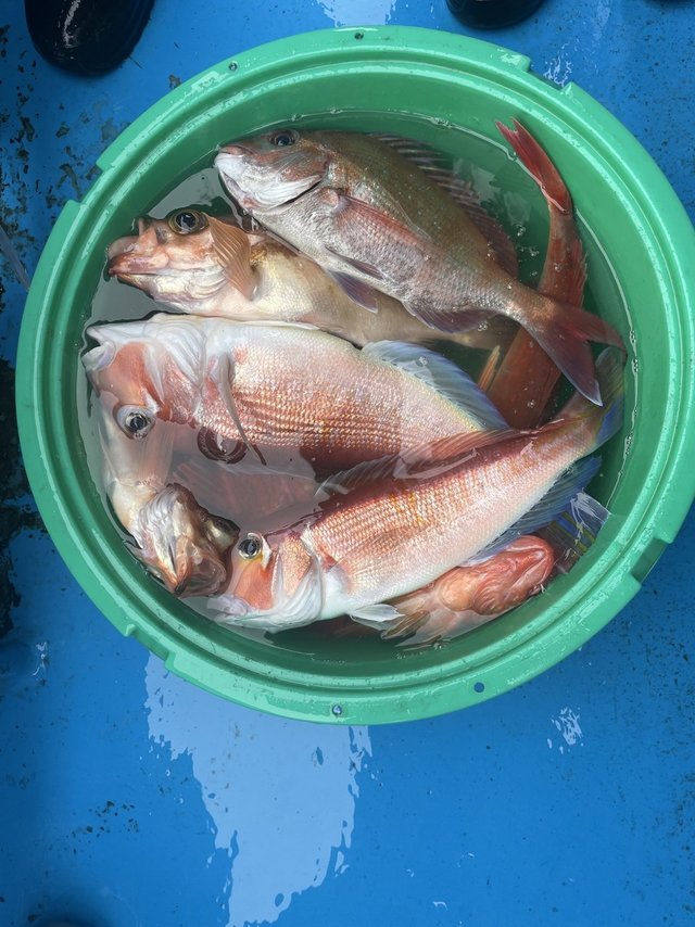 マダイ・アマダイ(アカアマダイ)