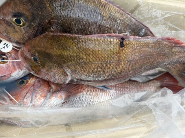 レンコ(キダイ)