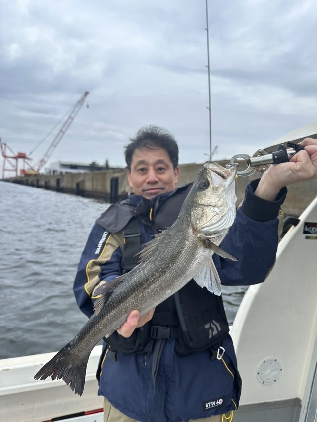 シーバス(スズキ)