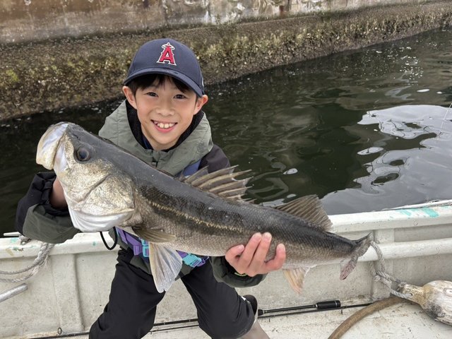 シーバス(スズキ)