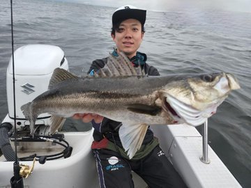 シーバス(スズキ)