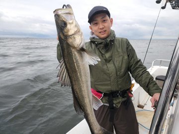 シーバス(スズキ)