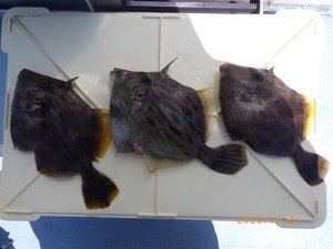 カワハギ