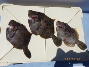 カワハギ