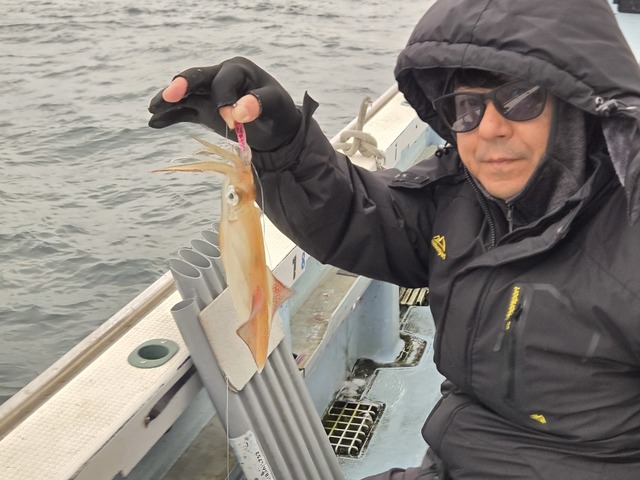 マルイカ(ケンサキイカ)