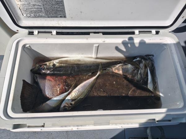 ハナダイ(チダイ)・マアジ・ヒラメ