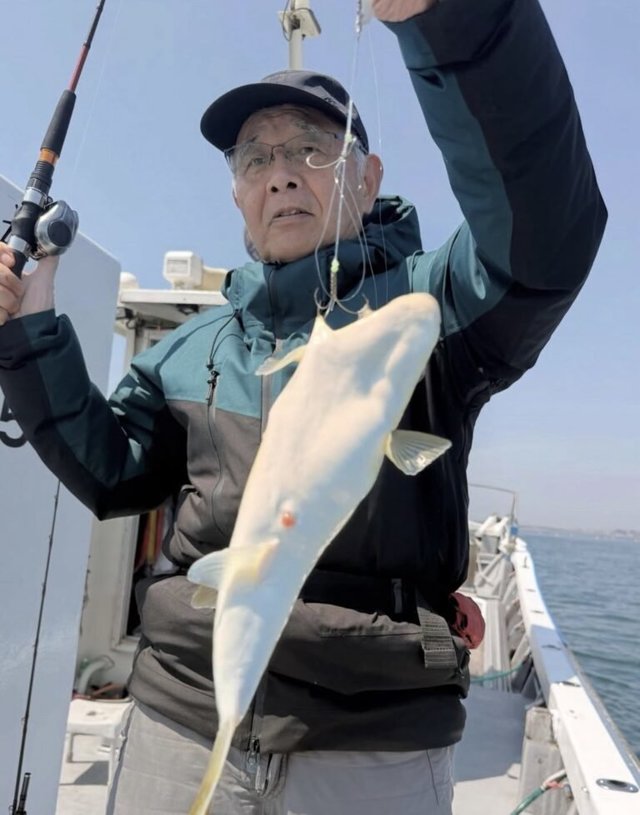 ショウサイフグ