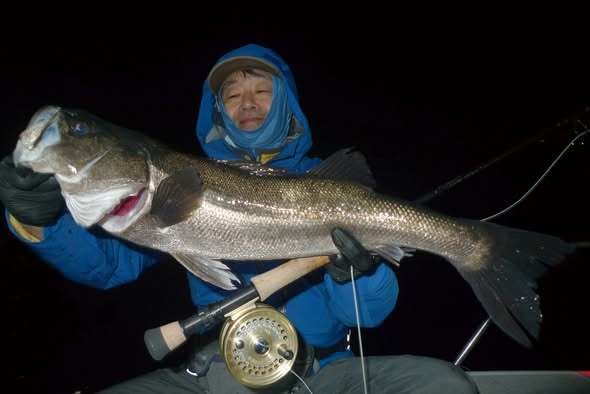 シーバス(スズキ)