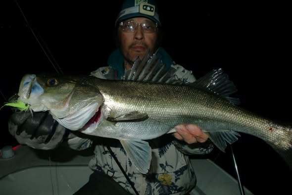 シーバス(スズキ)