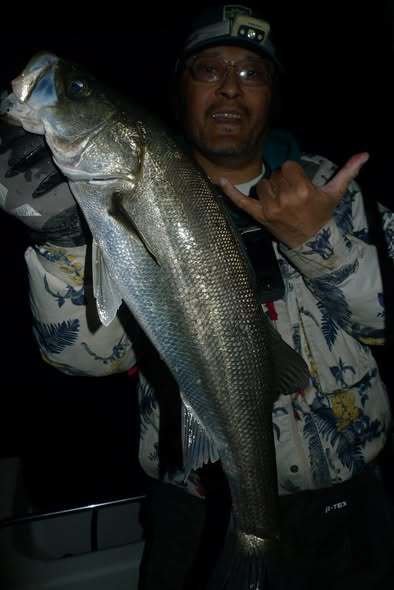 シーバス(スズキ)