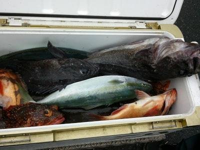 イナダ(ブリ)・ソイ(クロソイ)・カサゴ・オキメバル(ウスメバル)