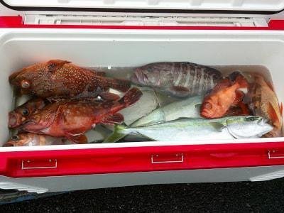 イナダ(ブリ)・キントキ(チカメキントキ)・カサゴ・ハタ(マハタ)・オキメバル(ウスメバル)