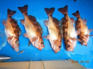 オキメバル(ウスメバル)