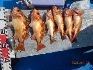 オキメバル(ウスメバル)