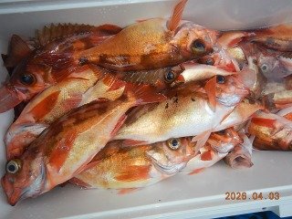 オキメバル(ウスメバル)