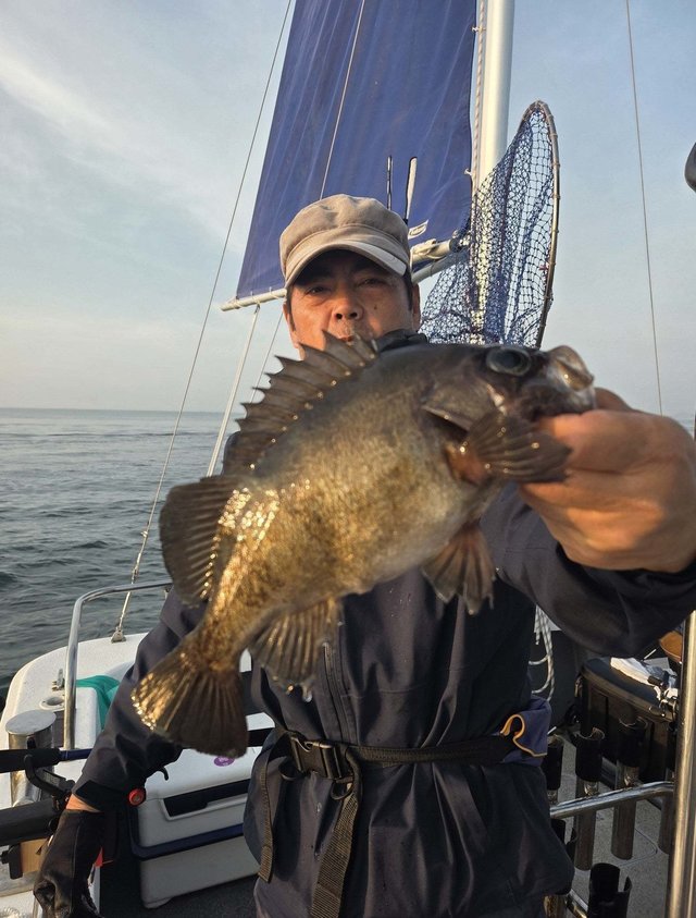 クロメバル(メバル)