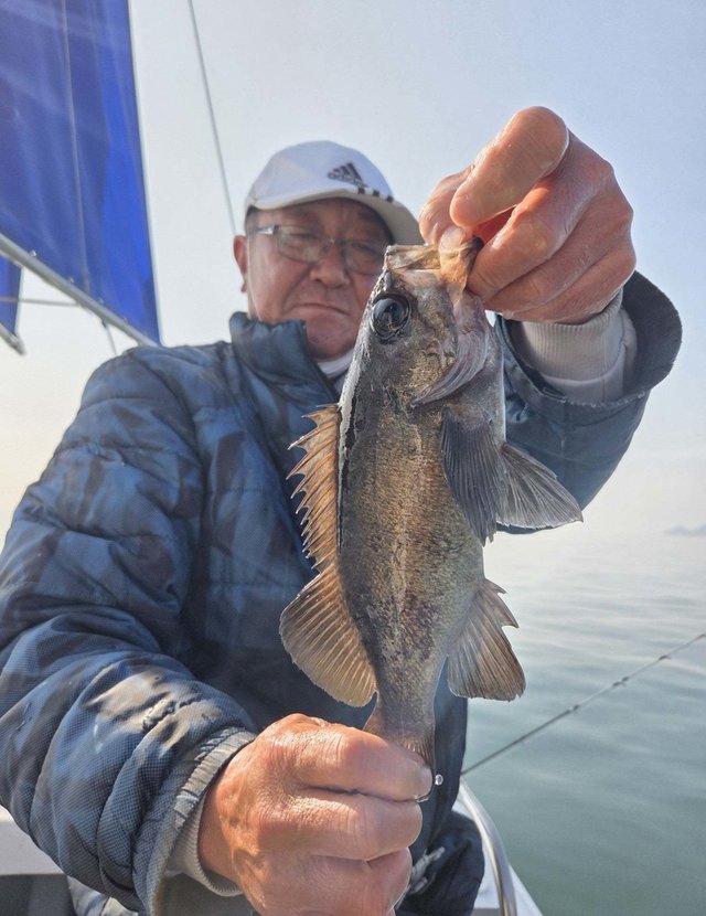 クロメバル(メバル)