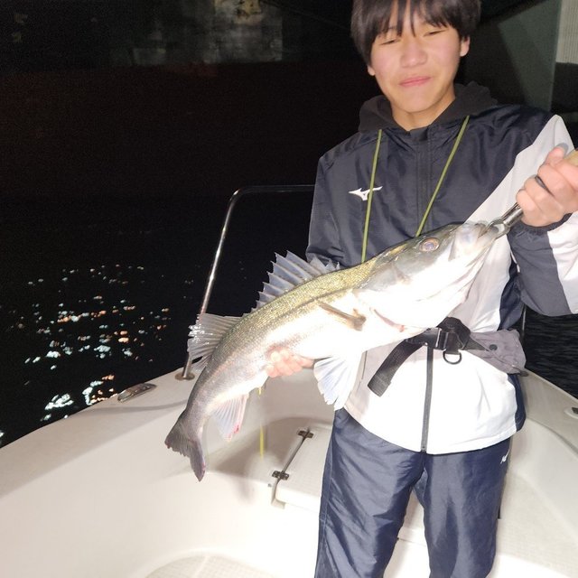 シーバス(スズキ)