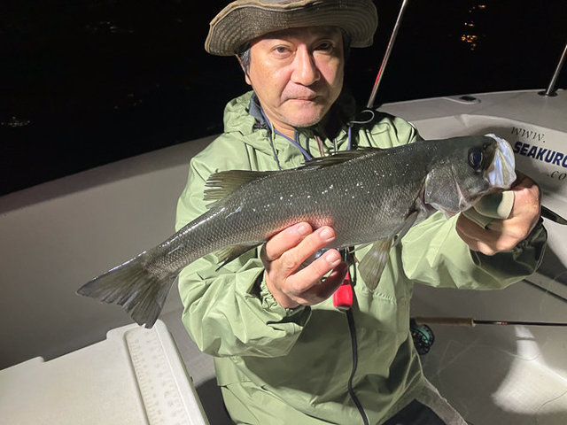 シーバス(スズキ)