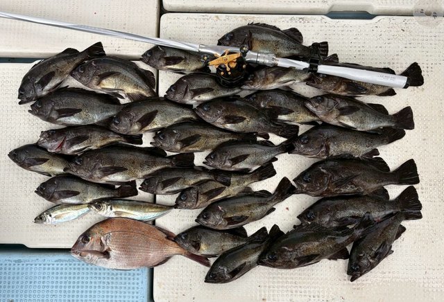 マダイ・アジ(マアジ)・メバル