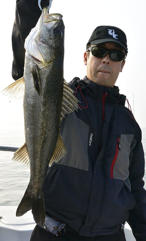 シーバス(スズキ)