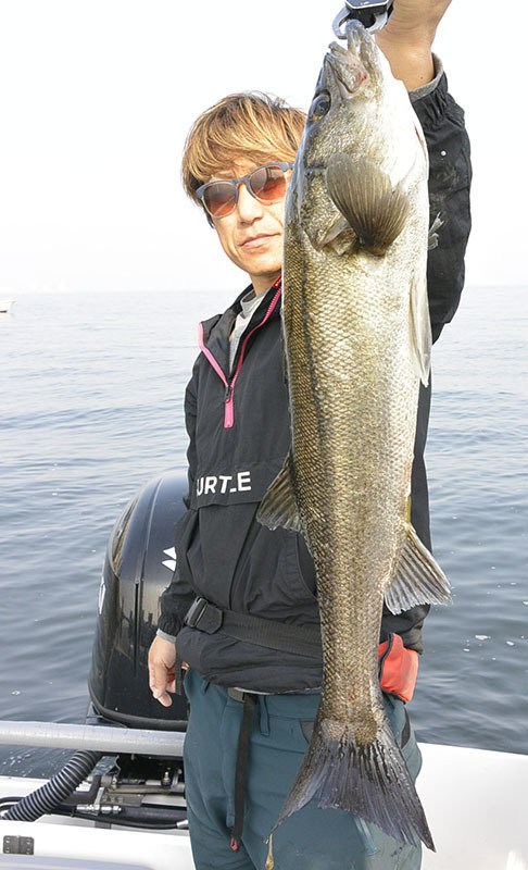 シーバス(スズキ)