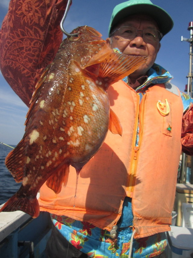 ガシラ(カサゴ)