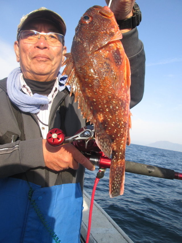 ガシラ(カサゴ)