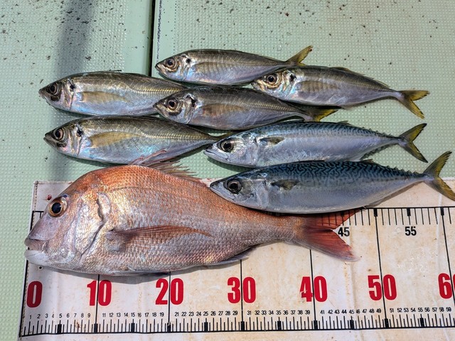 タイ(マダイ)・アジ(マアジ)・マサバ