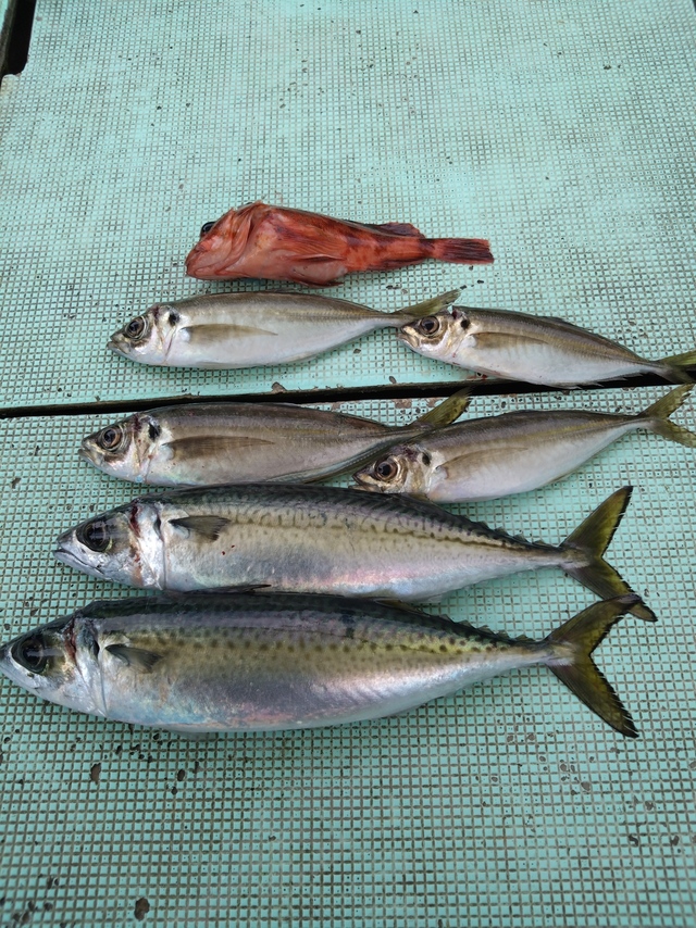 アジ(マアジ)・サバ(マサバ)